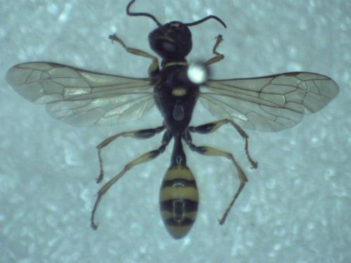 Mellinus arvensis